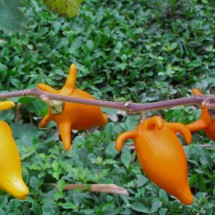 Yellow and orange flowers of Villa Tunari in the Amazon basin